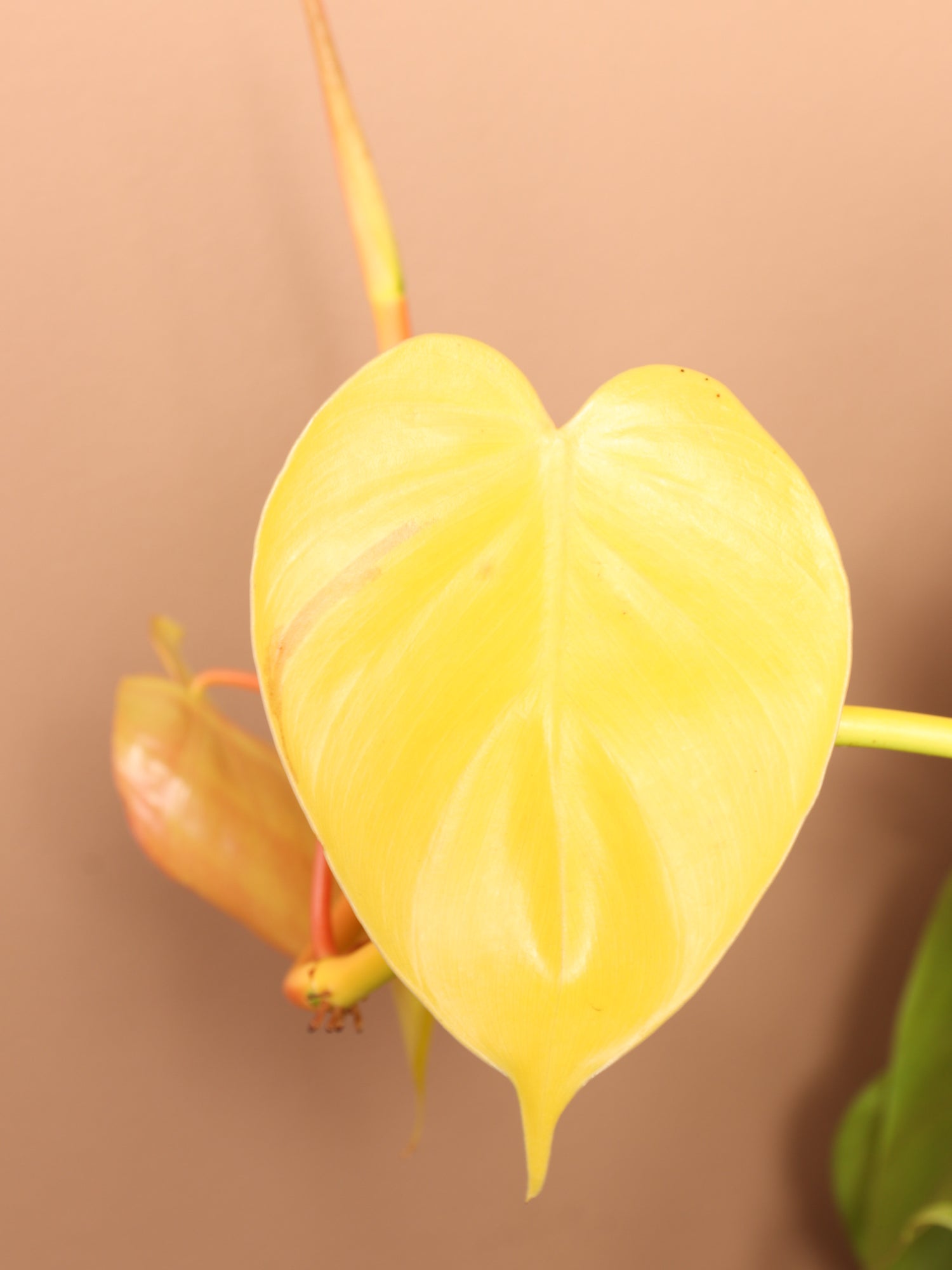 3-5 FT Philodendron Cordatum Neon  Dahing Plants