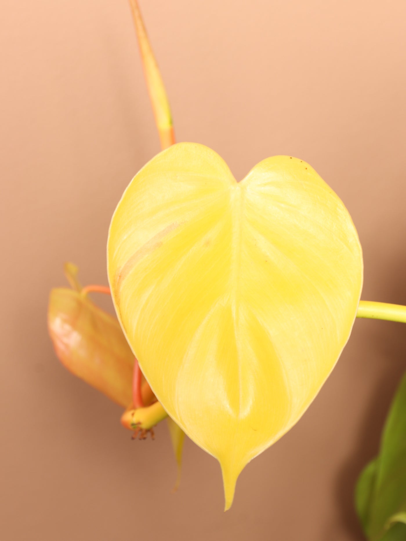 Large Philodendron Cordatum Neon