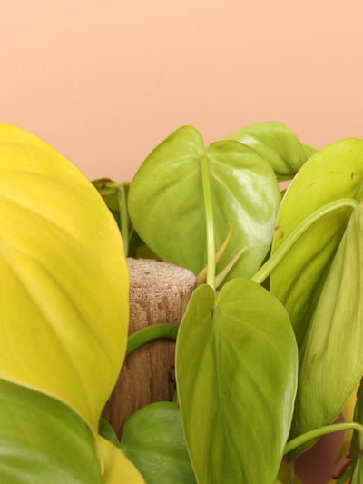 Large Philodendron Cordatum Neon