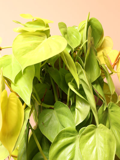 Large Philodendron Cordatum Neon