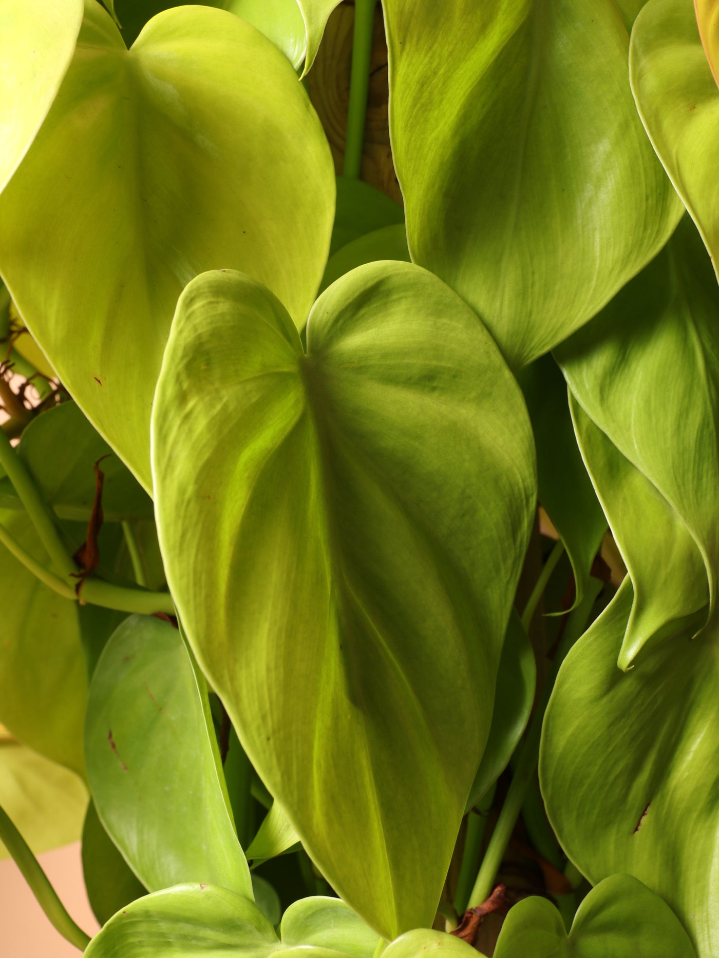 Large Philodendron Cordatum Neon