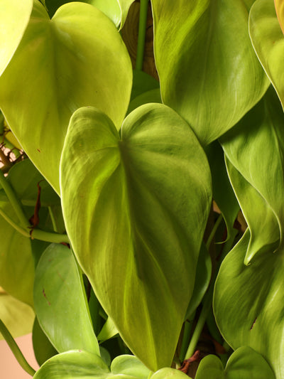 Large Philodendron Cordatum Neon
