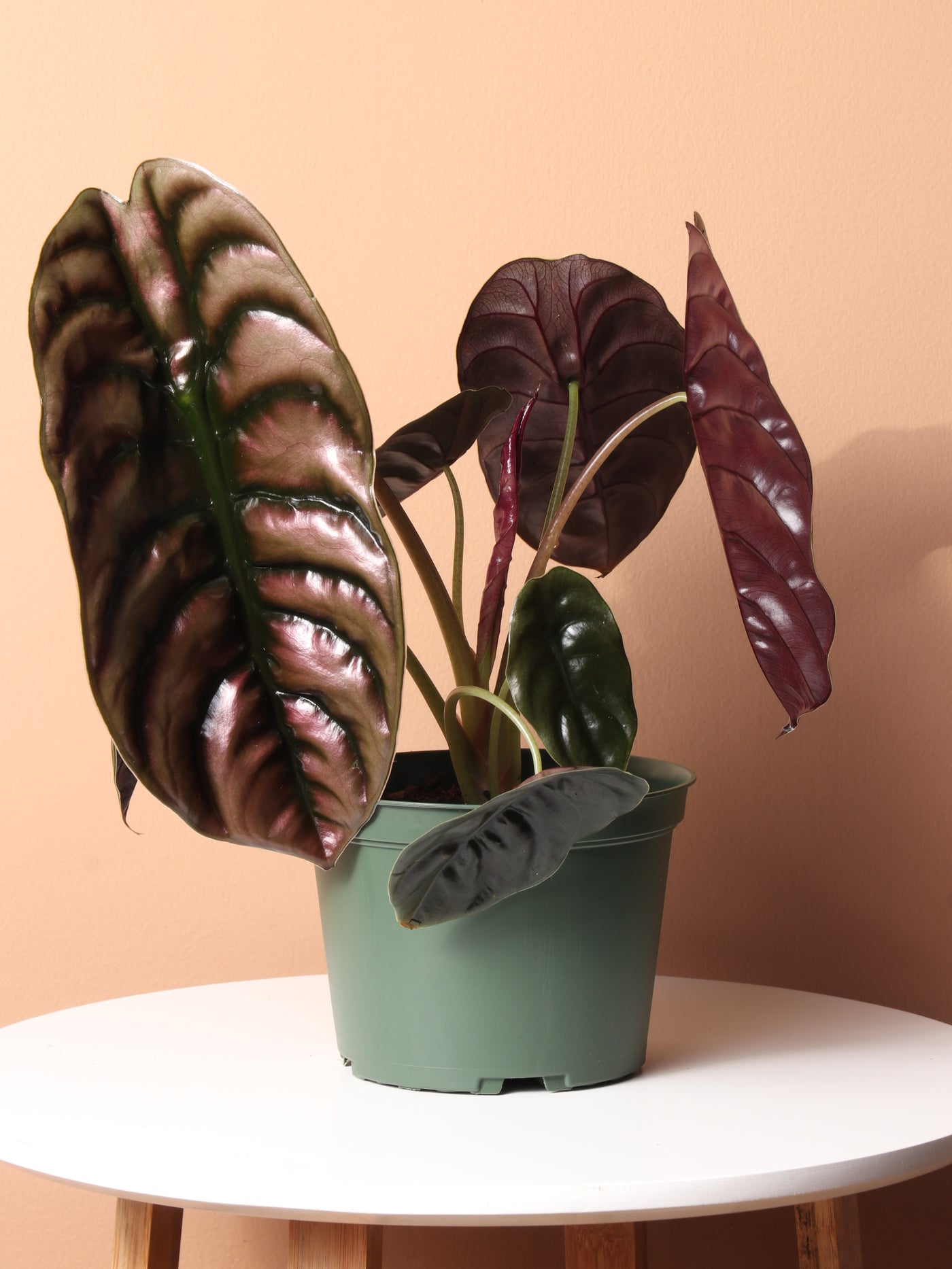 Medium Alocasia 'Red Secret' Cuprea