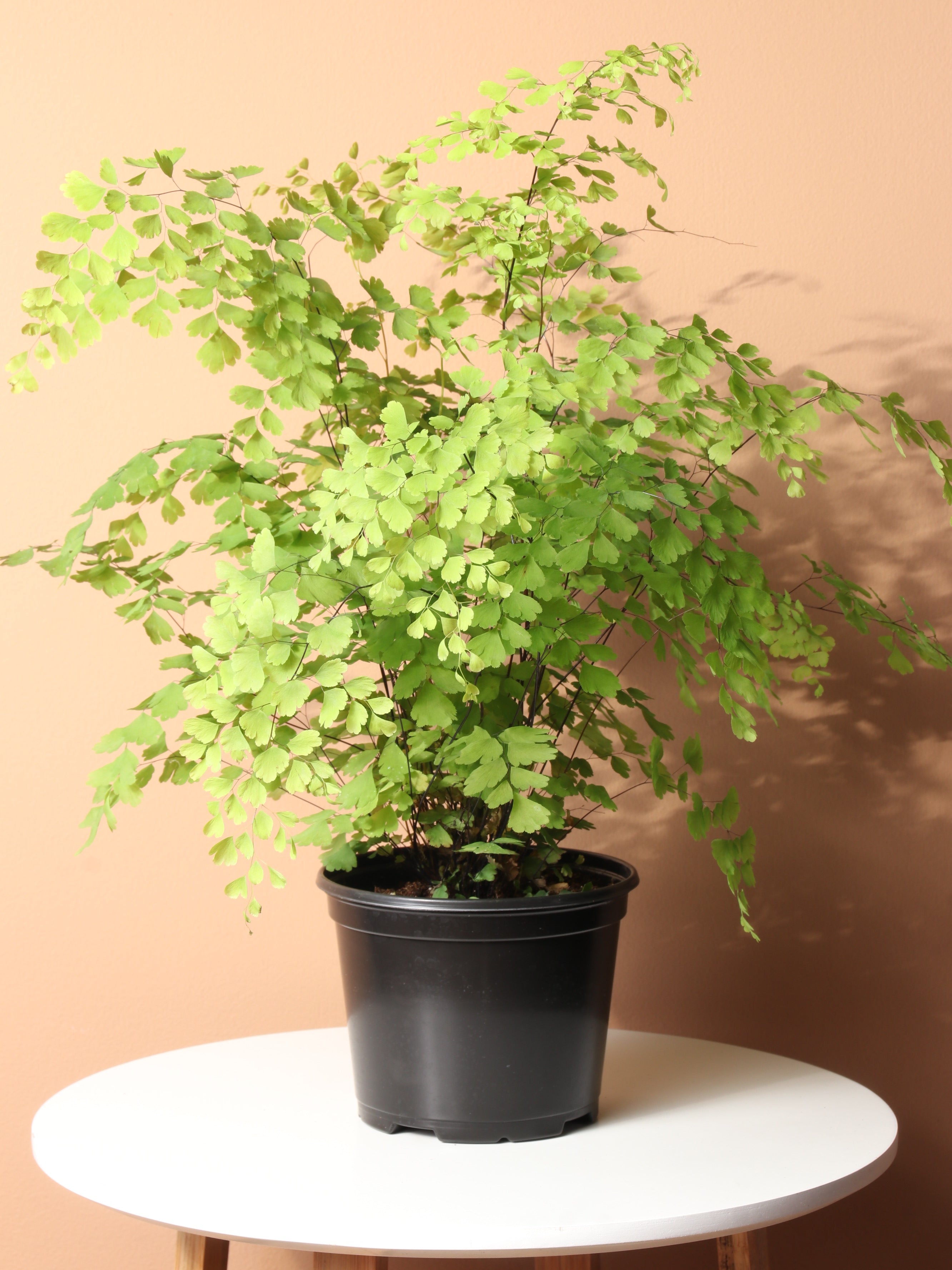 Medium Maidenhair Fern – Dahing Plants