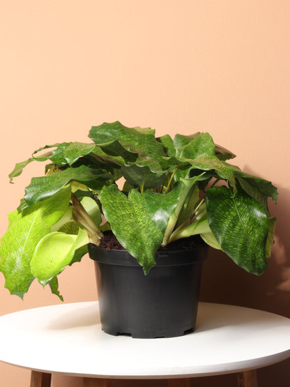 Medium Calathea Musaica