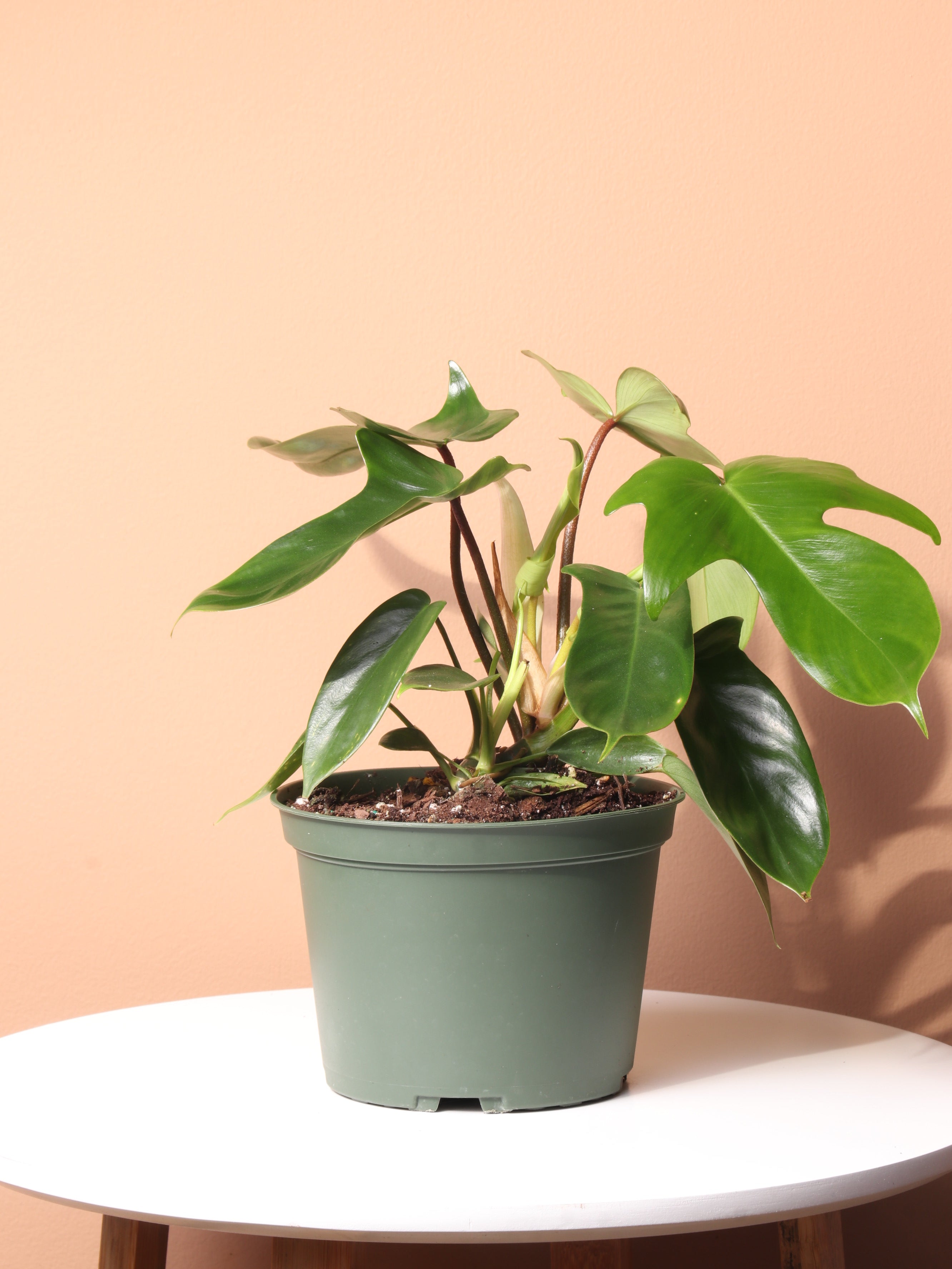Medium Philodendron &