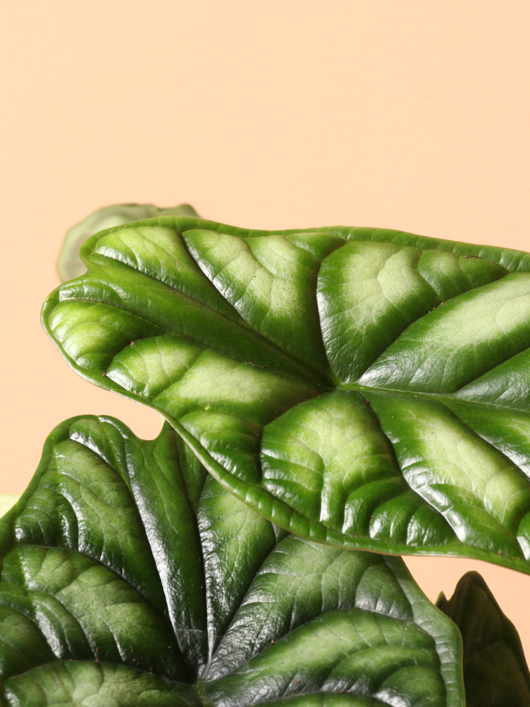 Small Alocasia Dragon Scale – Dahing Plants