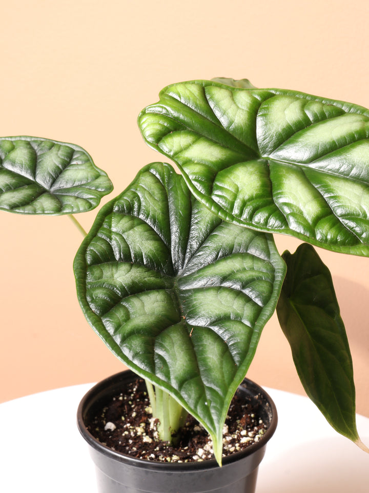 Small Alocasia Dragon Scale – Dahing Plants