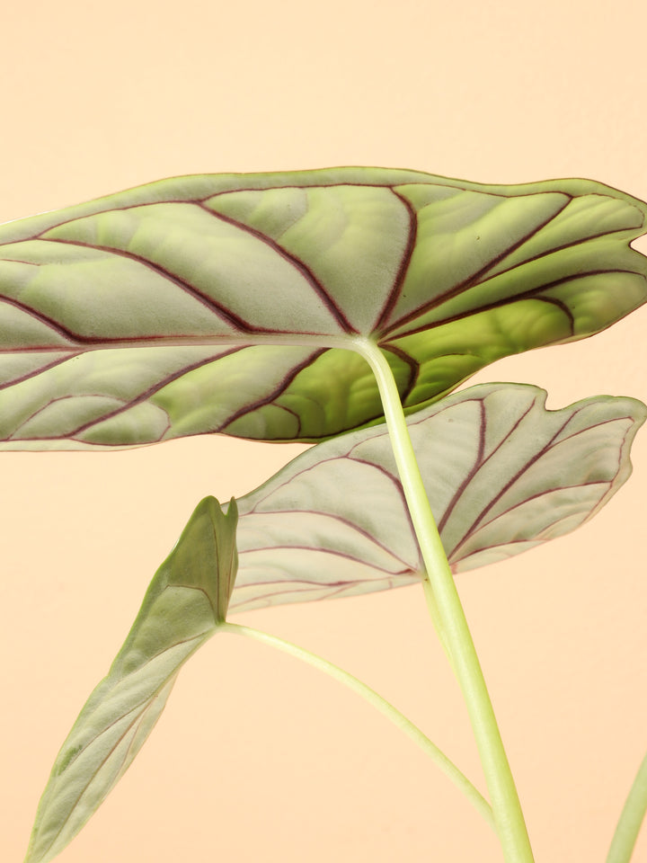 Small Alocasia Dragon Scale – Dahing Plants