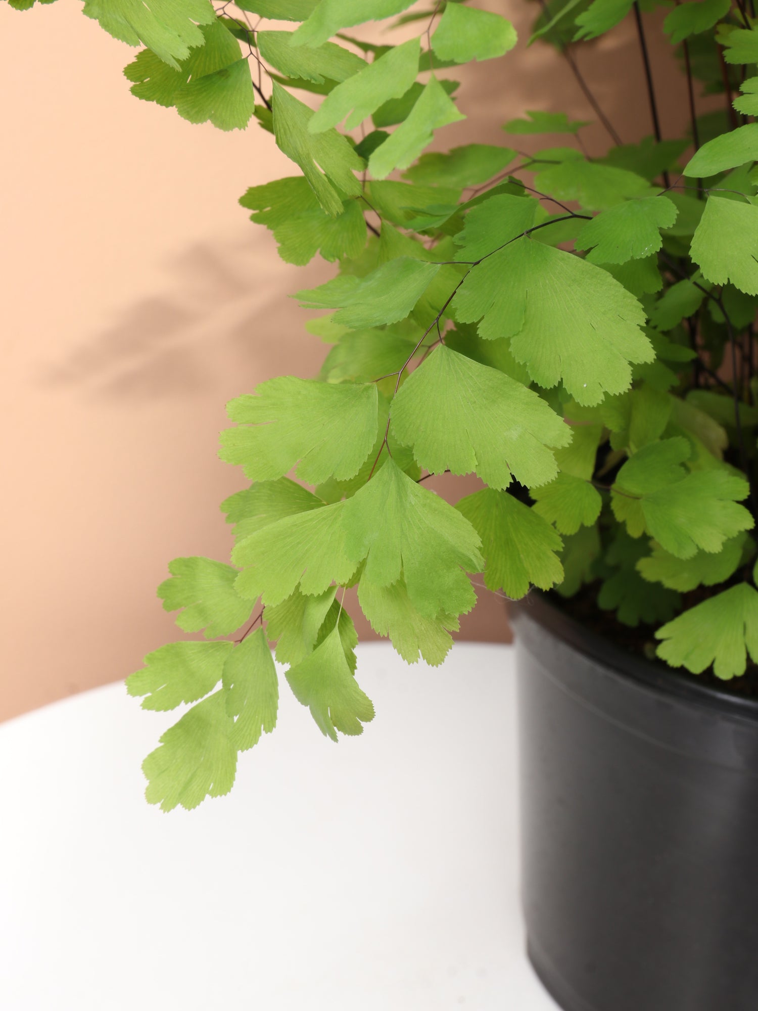 Medium Maidenhair Fern