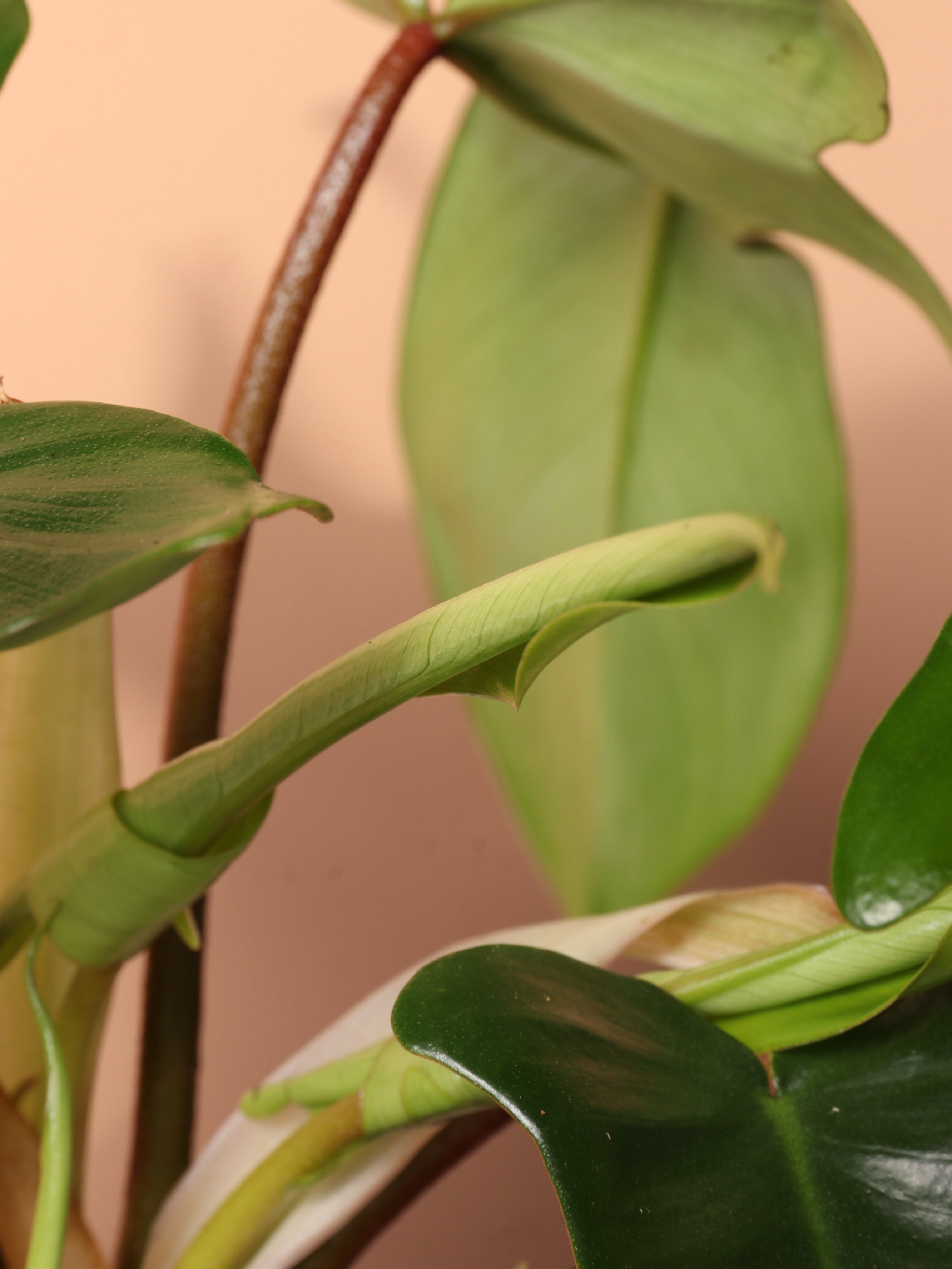 Medium Philodendron 'Florida Beauty Green' – Dahing Plants
