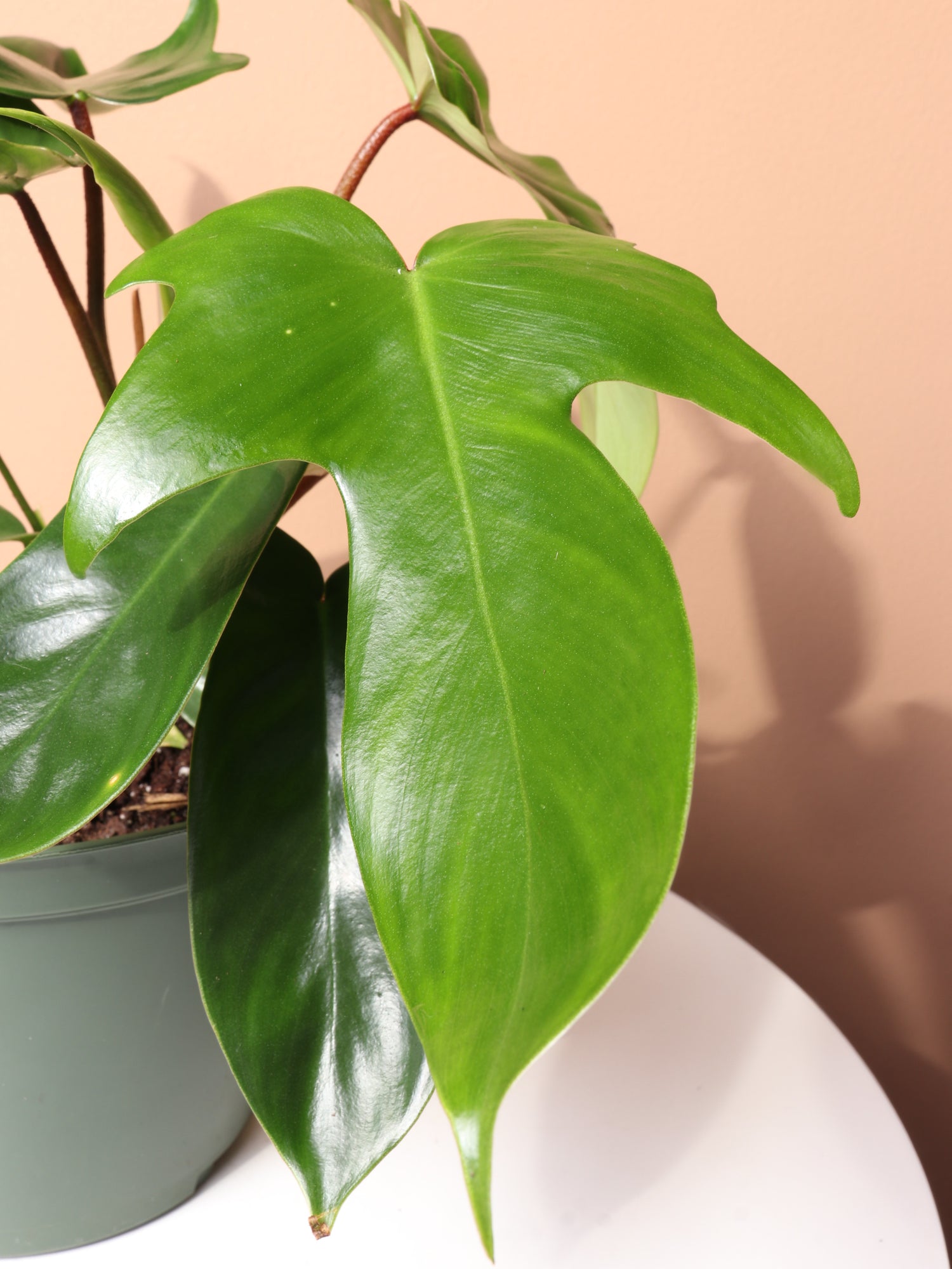 philodendron florida green vs beauty Medium Philodendron 'Florida Beauty Green' – Dahing Plants