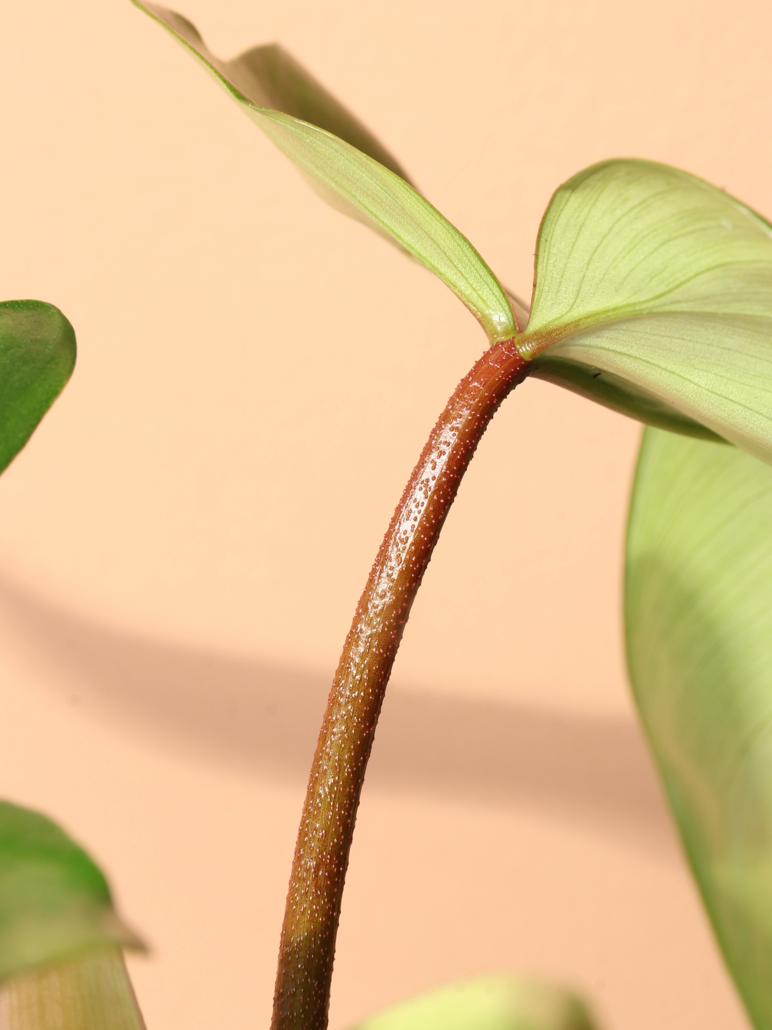 Medium Philodendron &