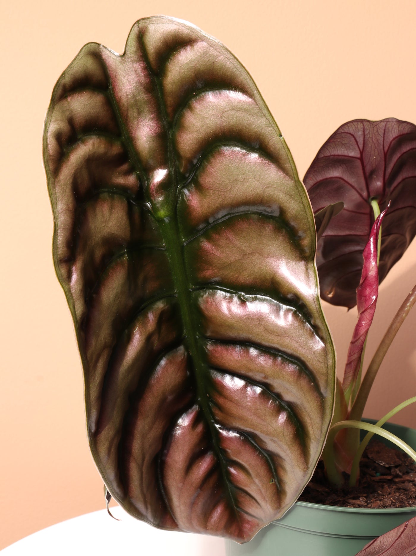 Medium Alocasia 'Red Secret' Cuprea