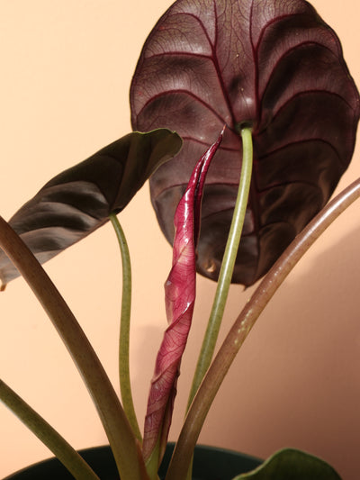 Medium Alocasia 'Red Secret' Cuprea