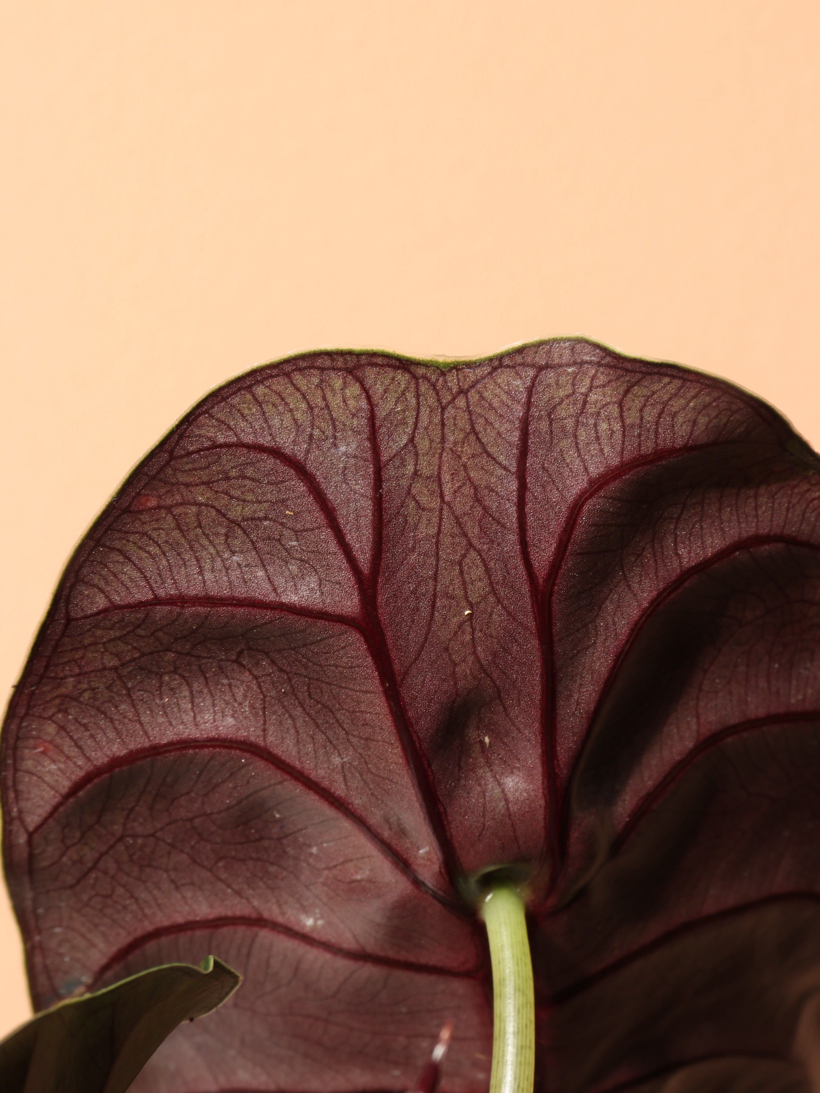 Medium Alocasia &