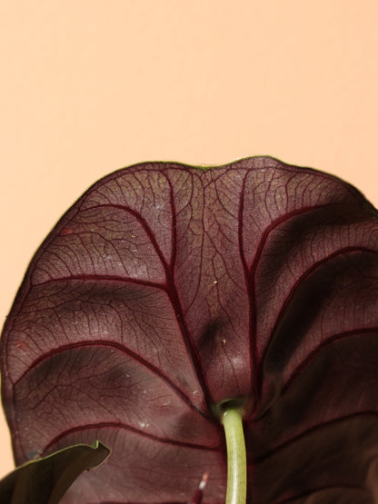 Medium Alocasia &