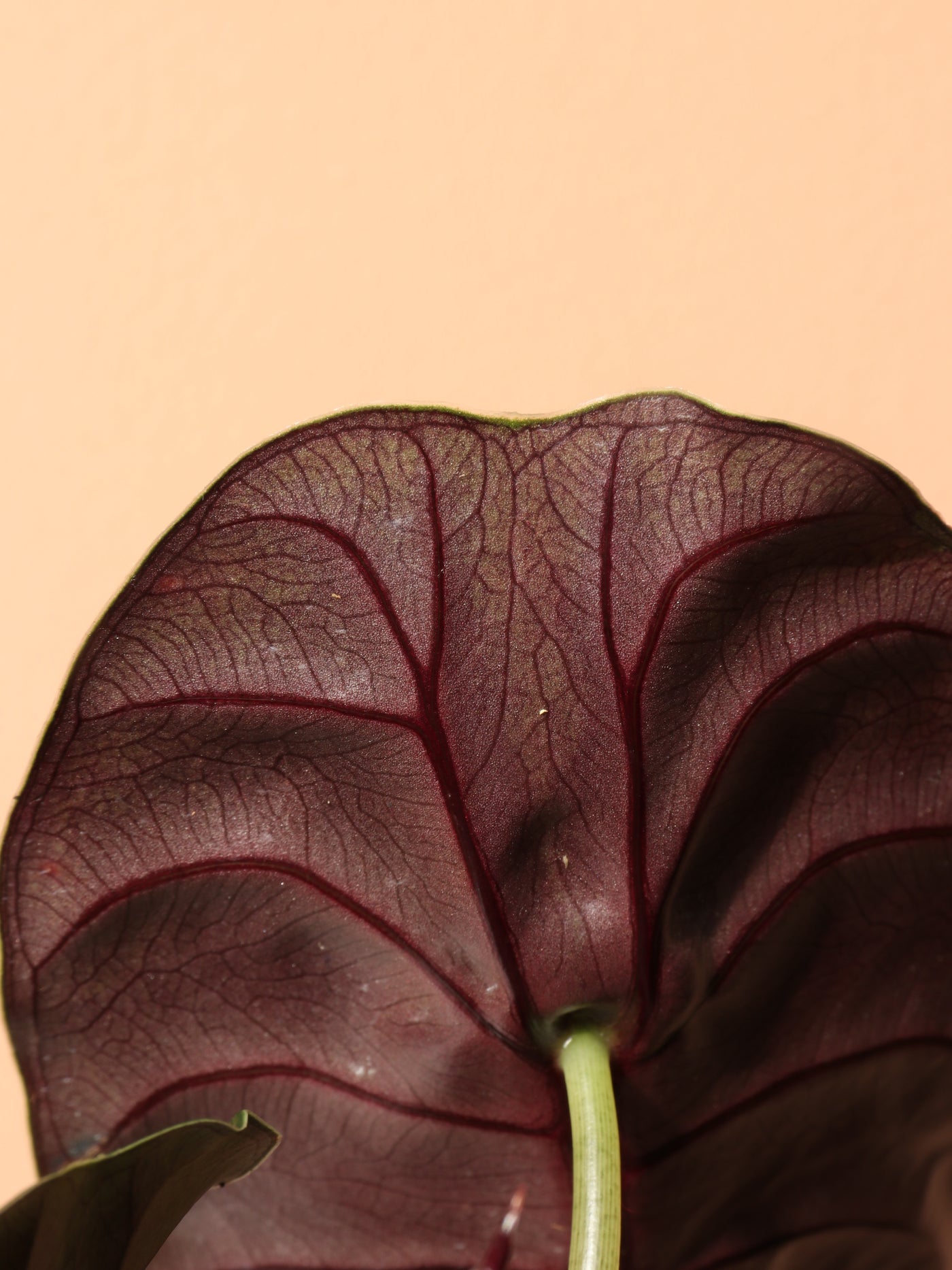 Medium Alocasia 'Red Secret' Cuprea