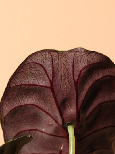 Medium Alocasia 'Red Secret' Cuprea