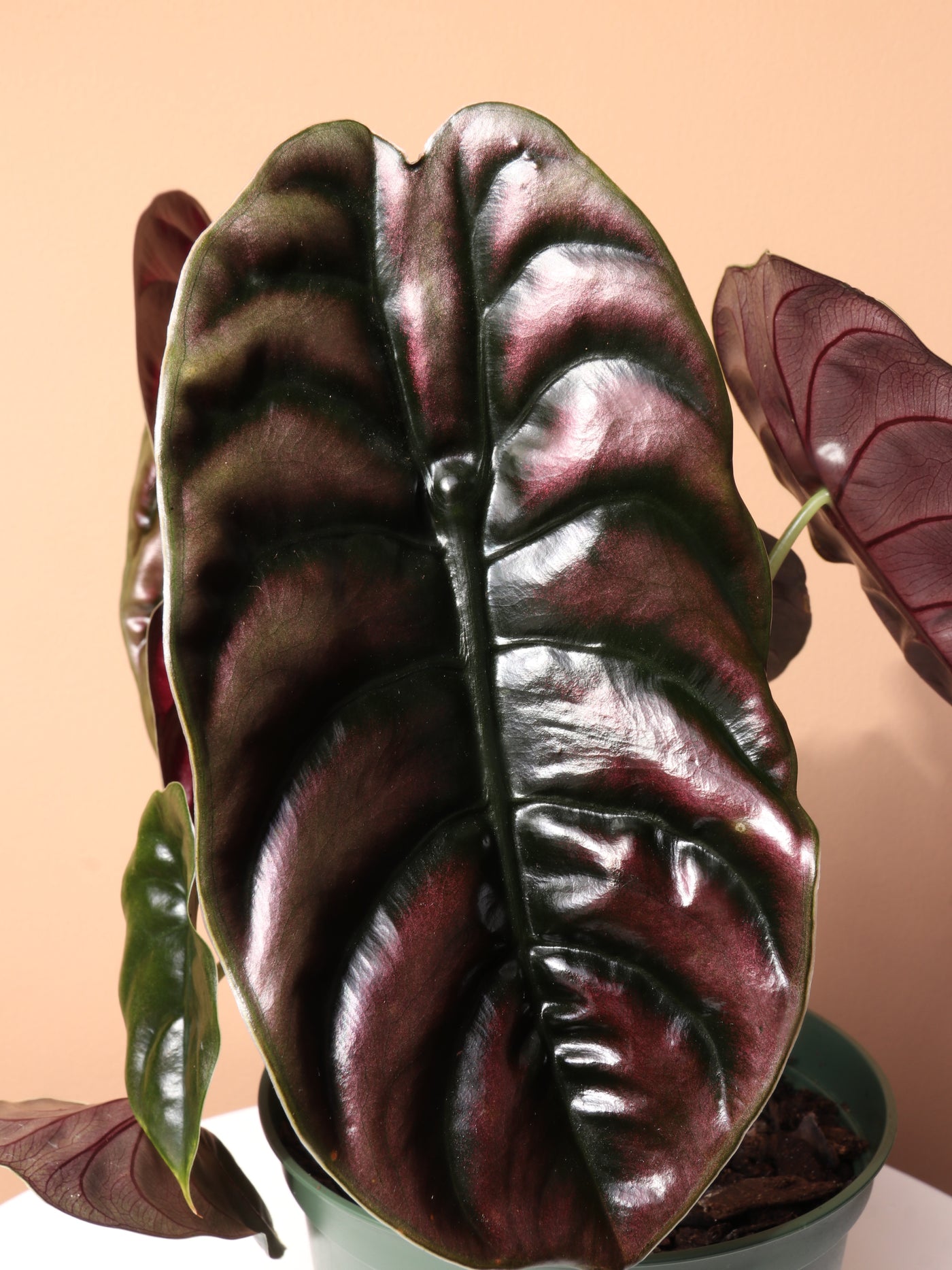 Medium Alocasia 'Red Secret' Cuprea