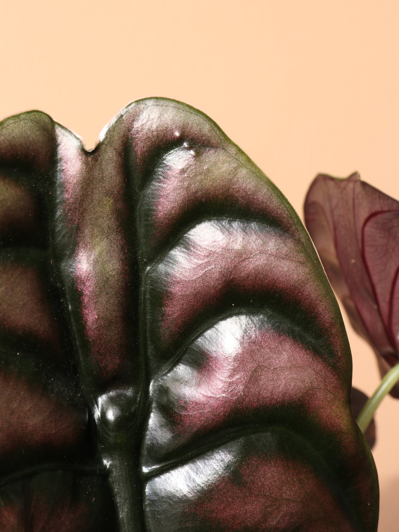 Medium Alocasia 'Red Secret' Cuprea