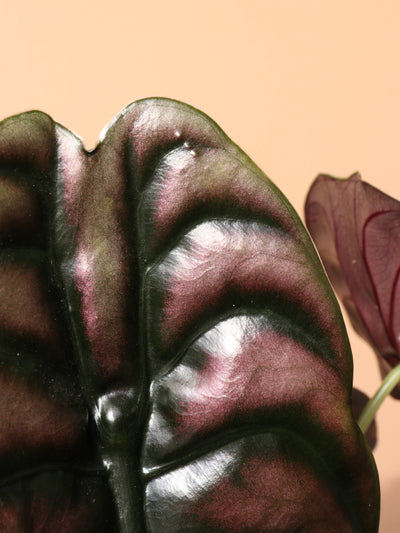 Medium Alocasia 'Red Secret' Cuprea