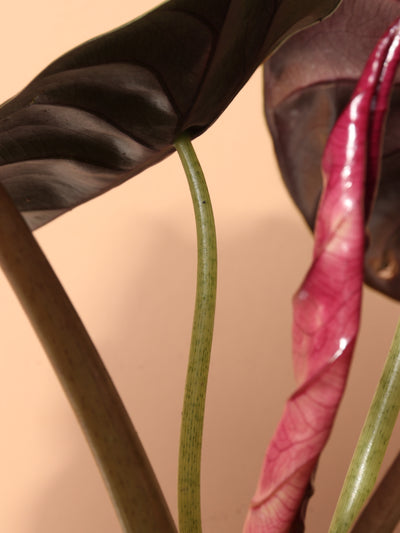 Medium Alocasia 'Red Secret' Cuprea