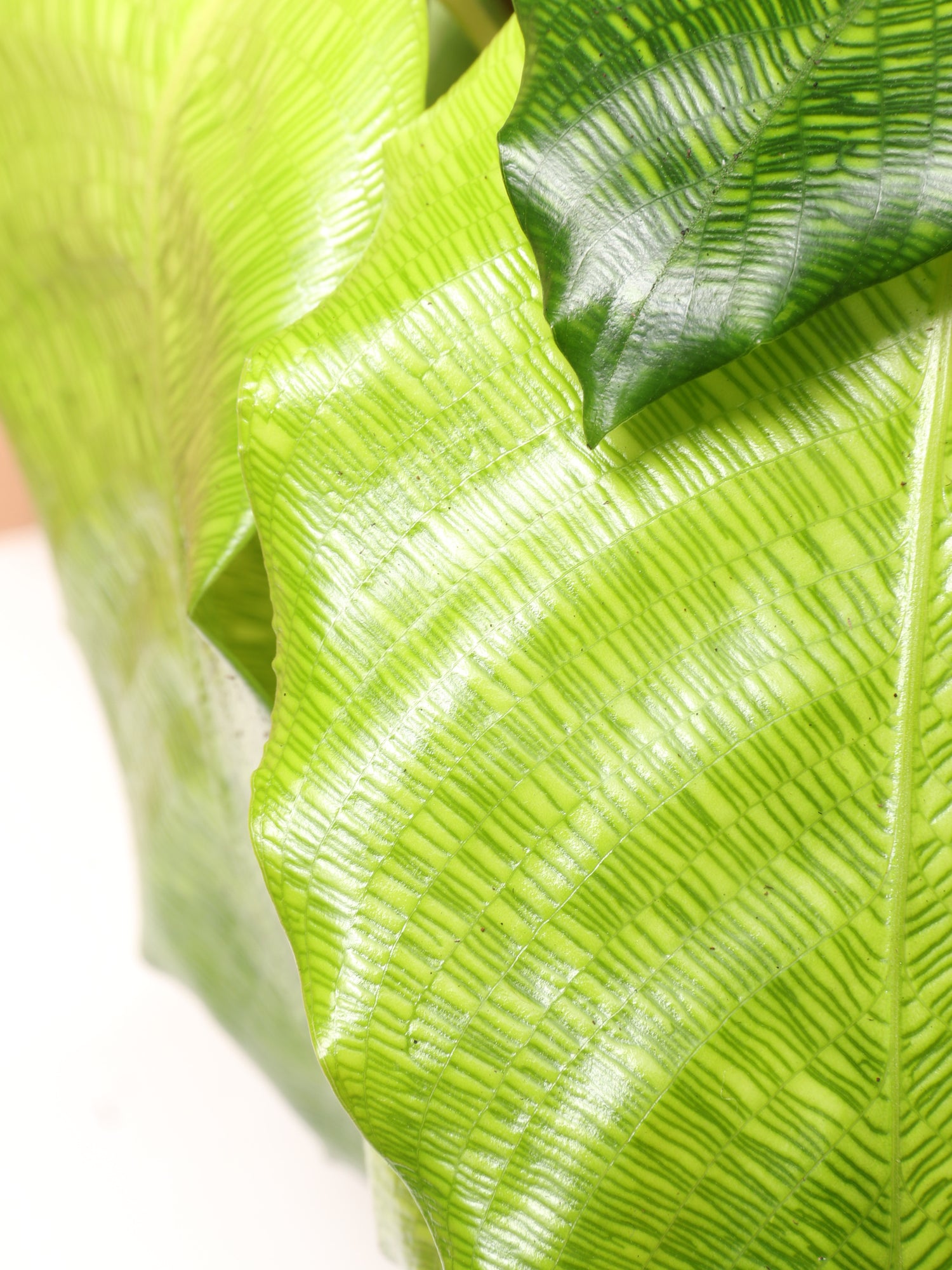 Medium Calathea Musaica