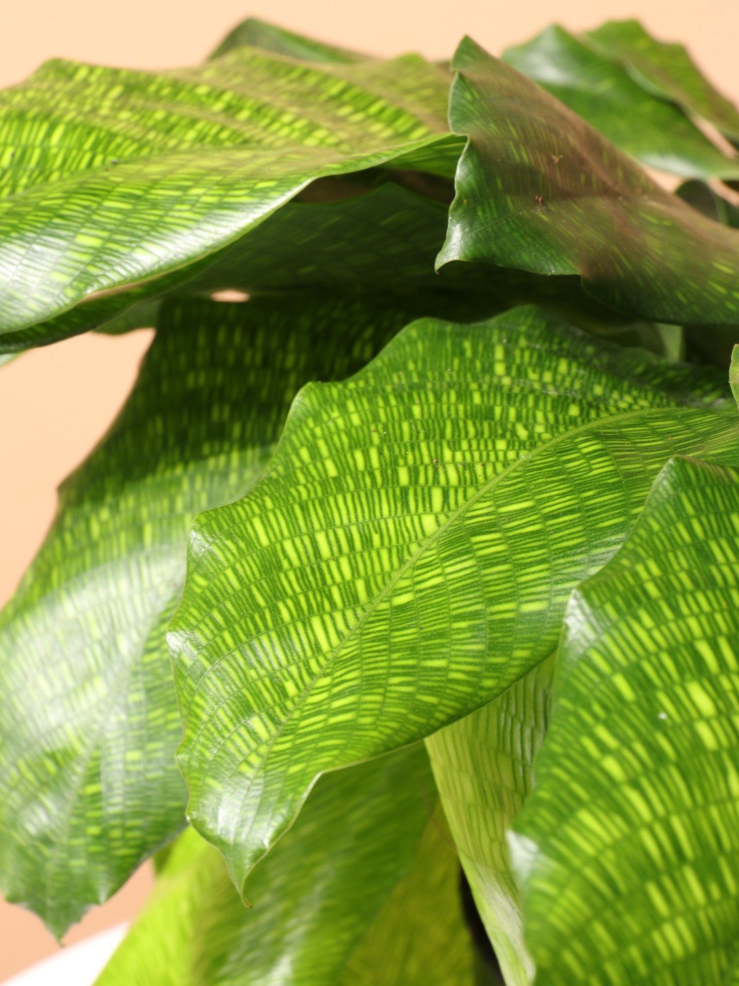 Medium Calathea Musaica