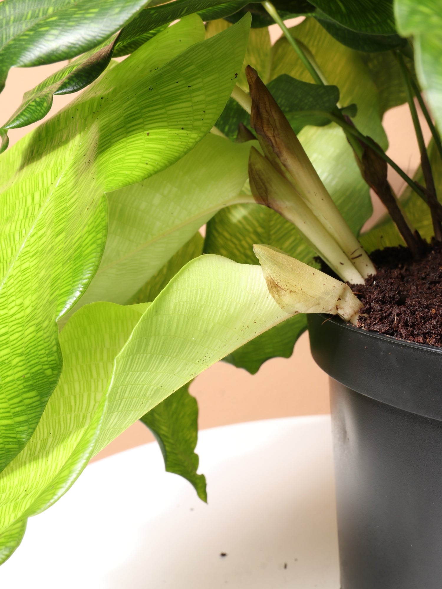 Medium Calathea Musaica