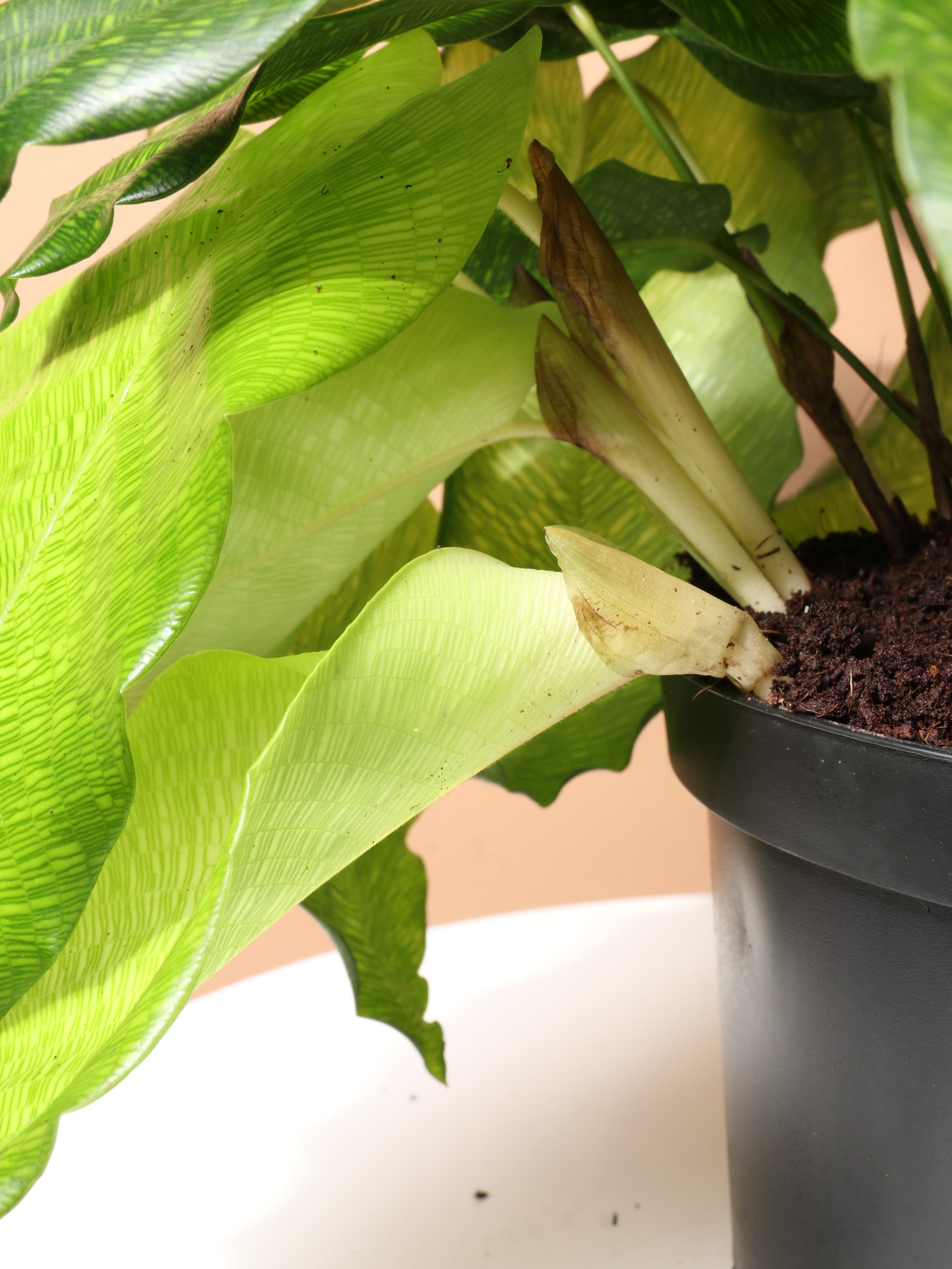 Medium Calathea Musaica