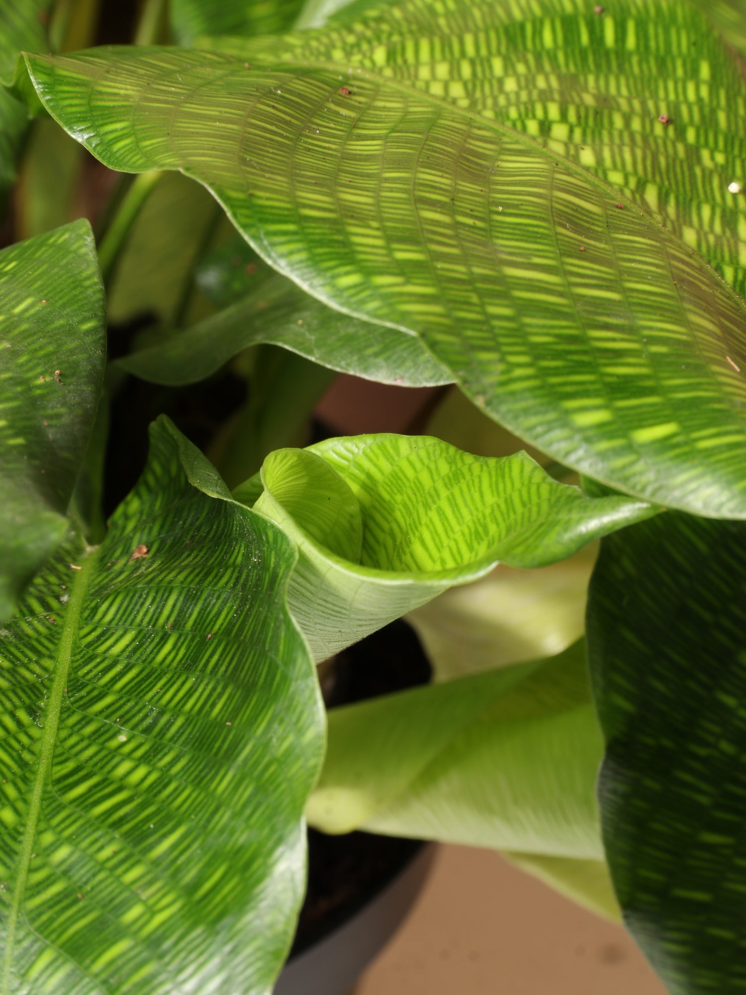 Medium Calathea Musaica