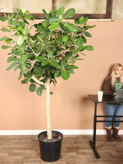 Huge Audrey Ficus