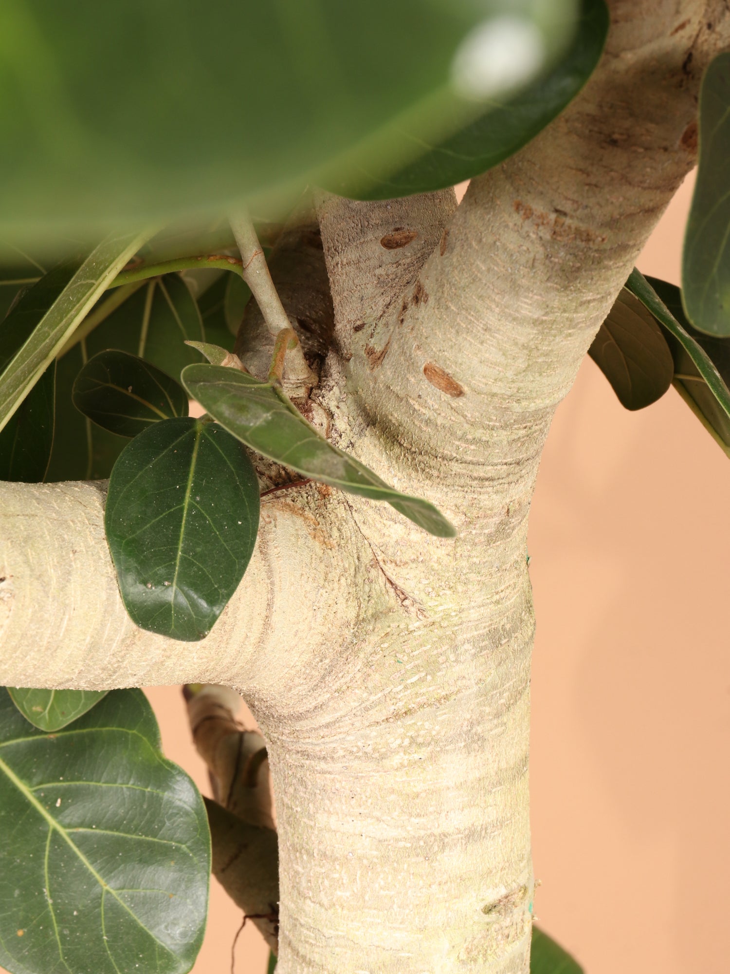 Huge Audrey Ficus