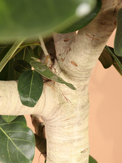 Huge Audrey Ficus