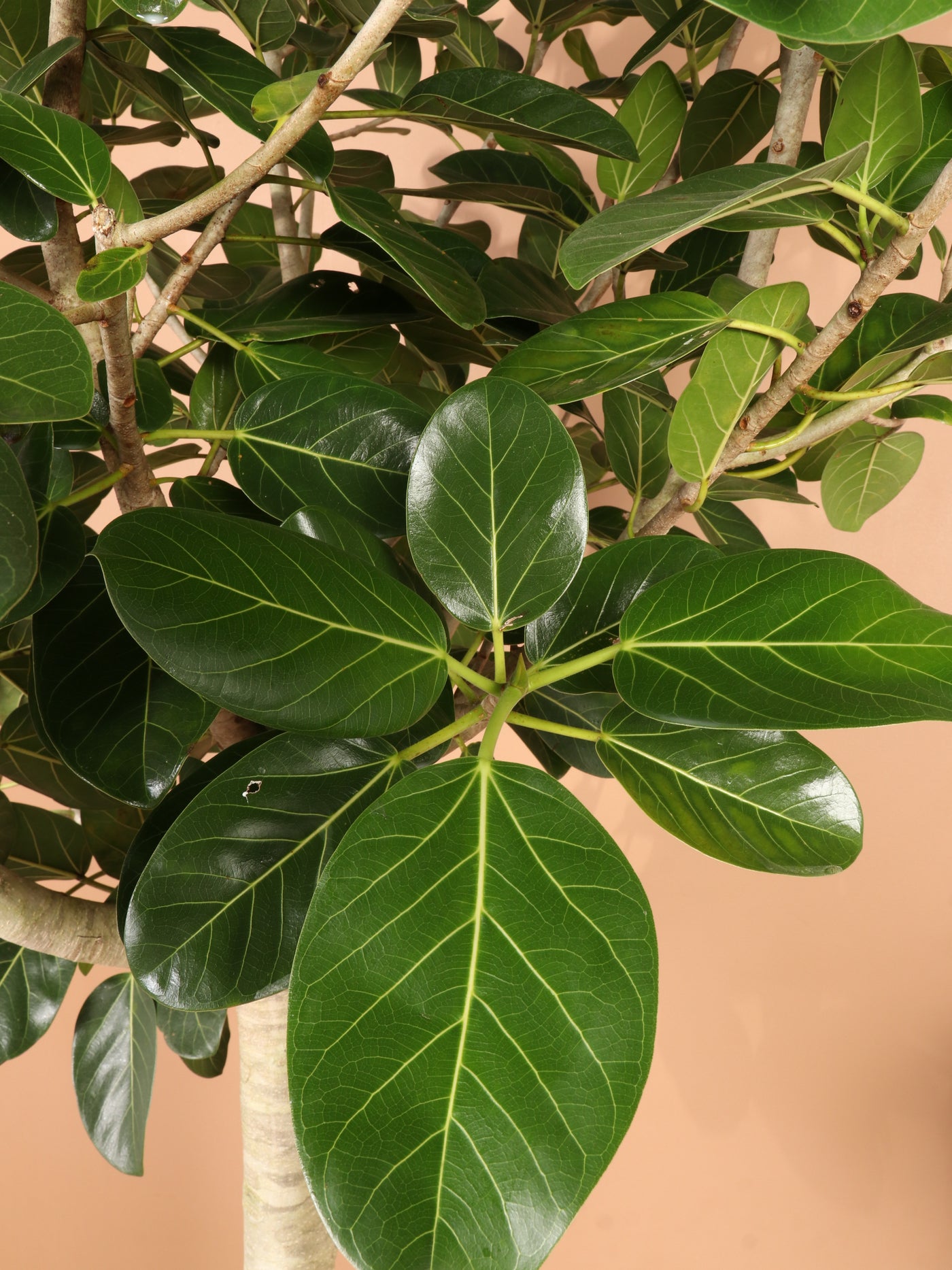 Huge Audrey Ficus