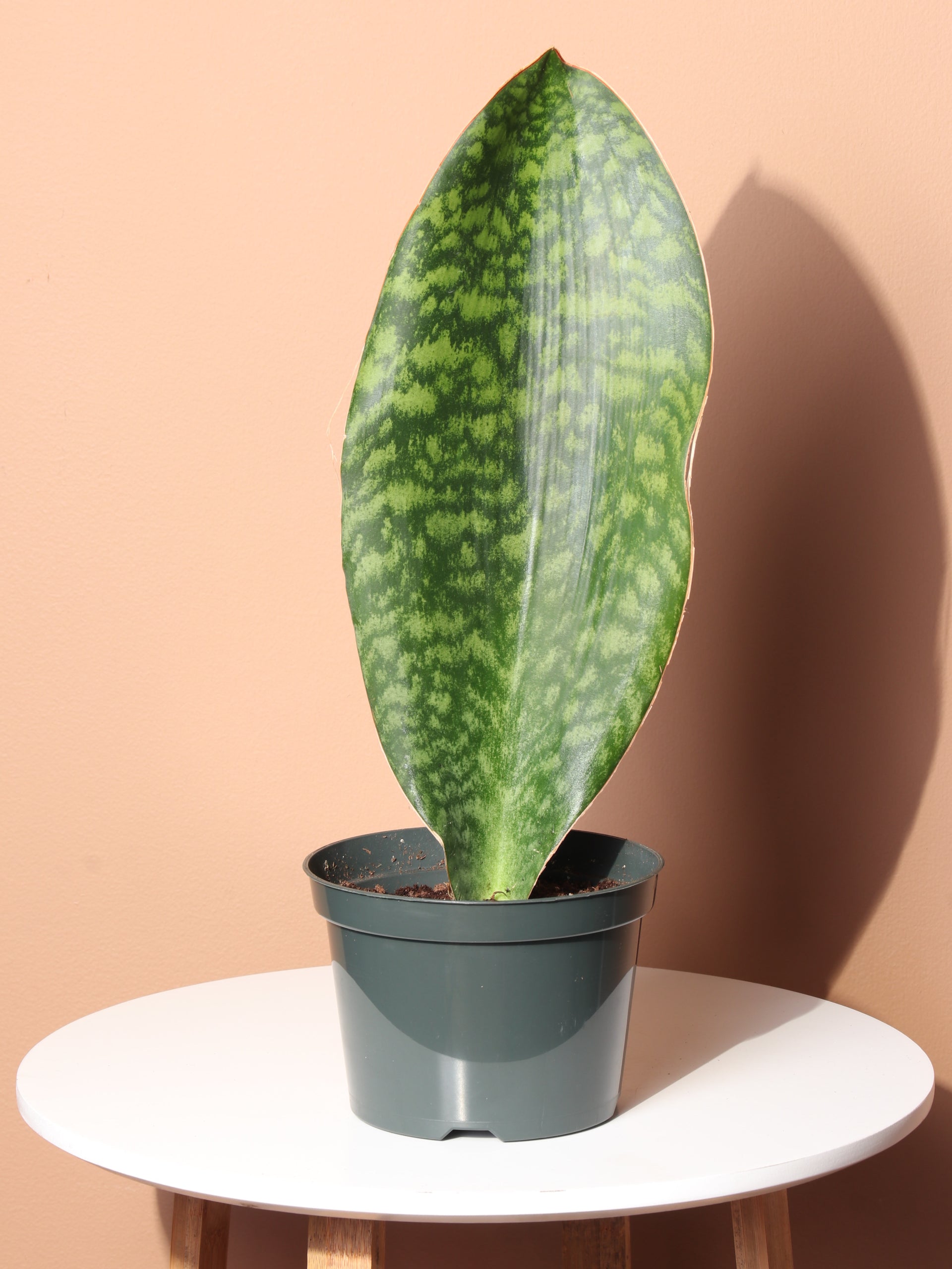 dolphin fin snake plant Buy Whale Fin Snake Plant Online | Rare Indoor Plant