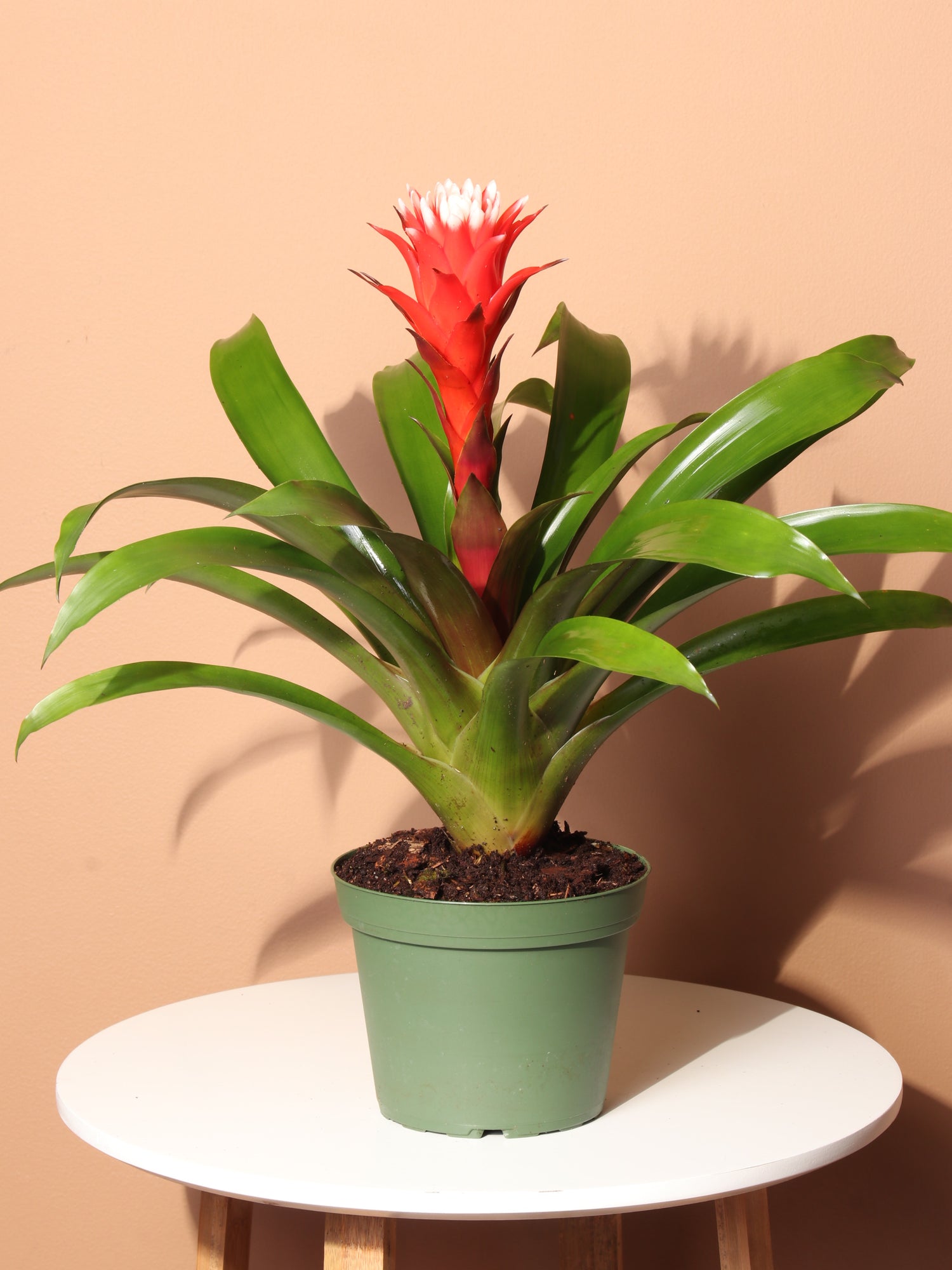 is bromeliad a house plant Buy Red Bromeliad Online | Easy Care House Plant