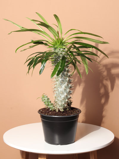 Medium Madagascar Palm