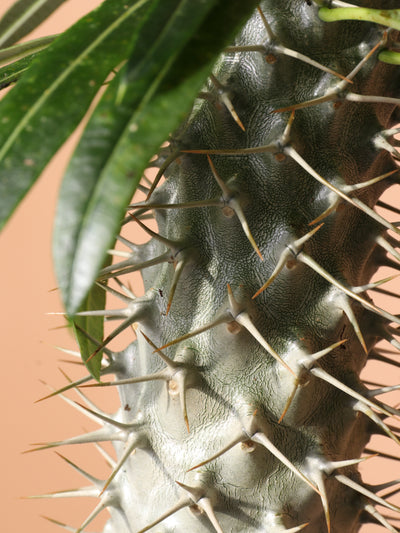 Medium Madagascar Palm