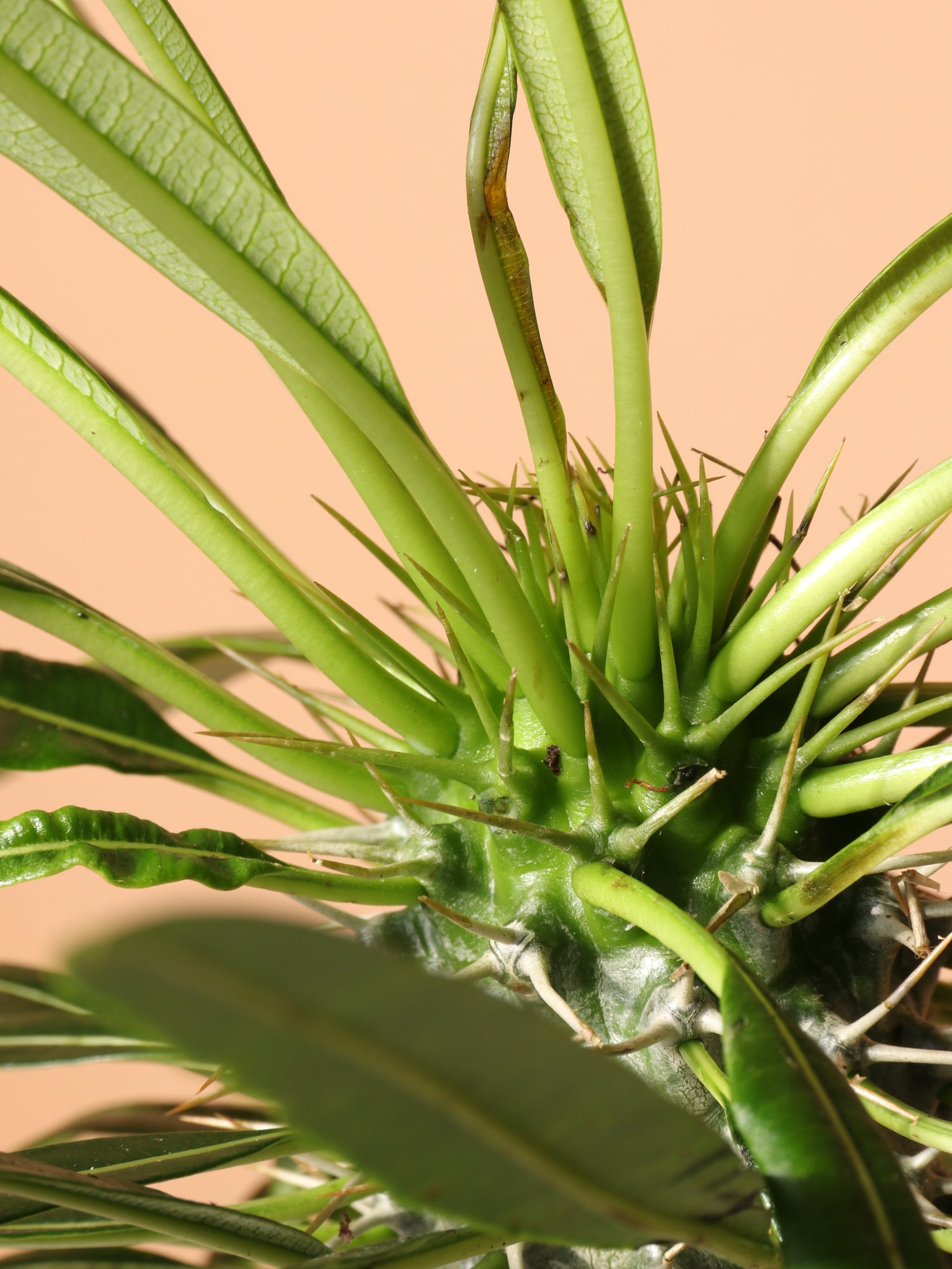 indoor madagascar plant Buy Medium Madagascar Palm Online | Indoor Palm