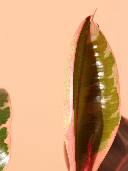 Medium Ruby Rubber Tree (Ficus Elastica Ruby)