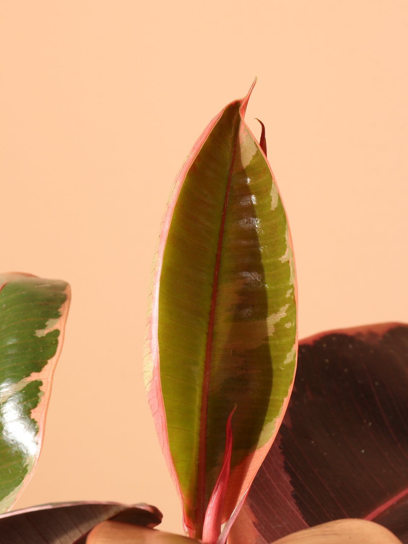 Medium Ruby Rubber Tree (Ficus Elastica Ruby) – Dahing Plants