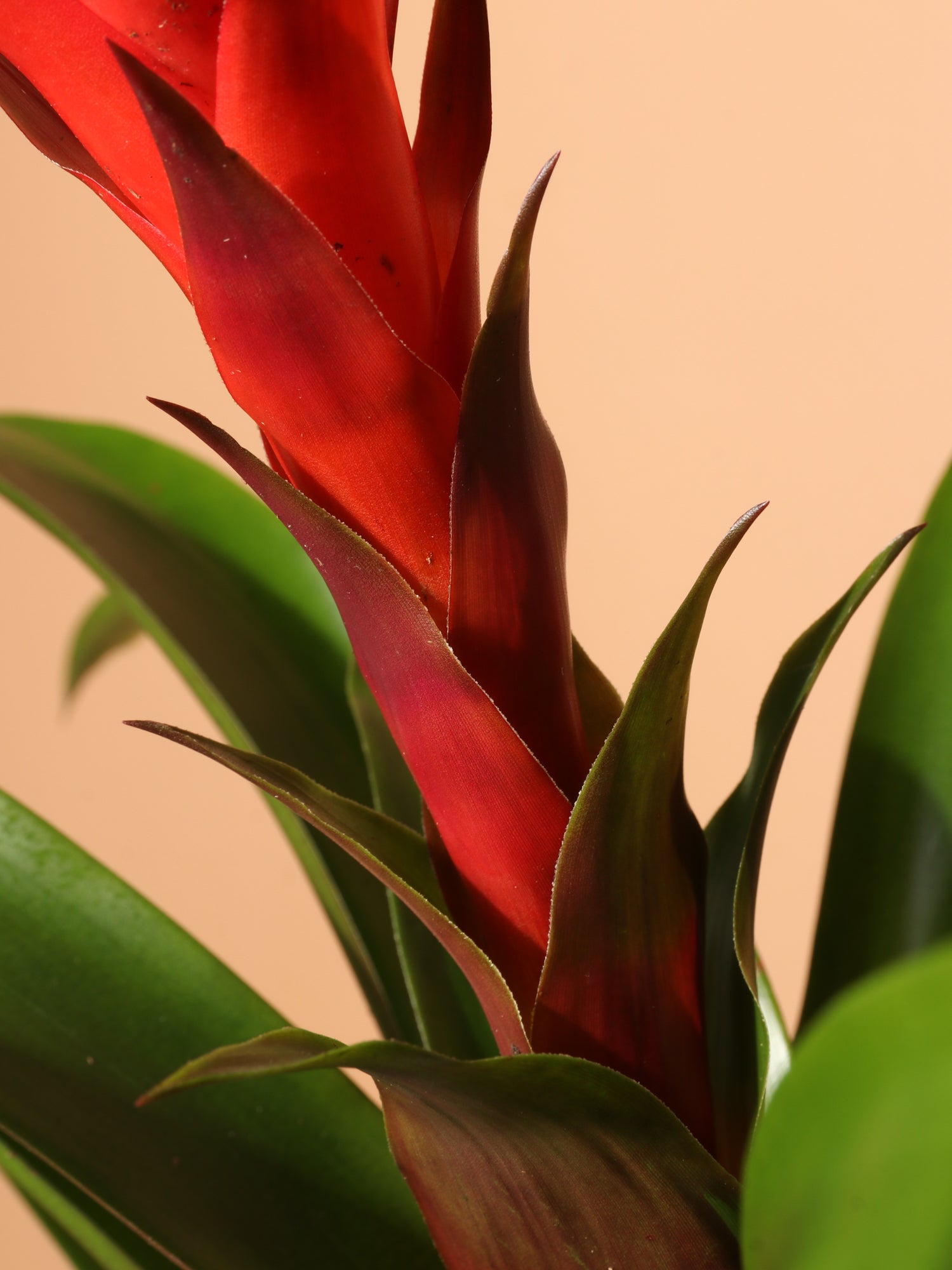 bromeliad house plants Buy Red Bromeliad Online | Easy Care House Plant