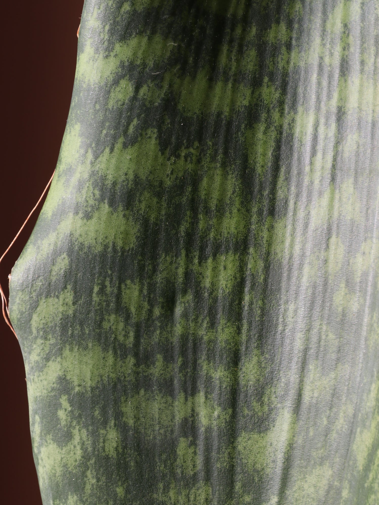 bumps on snake plant Buy Whale Fin Snake Plant Online | Rare Indoor Plant