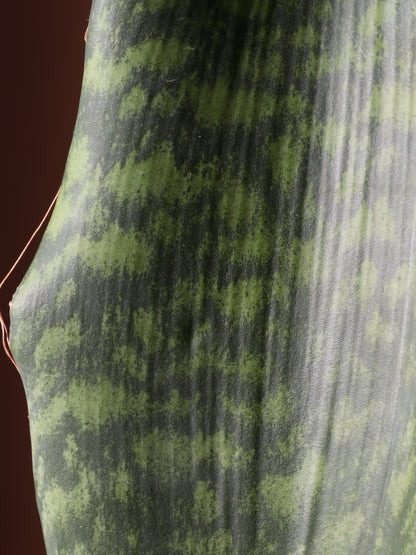 Medium Whale Fin Snake Plant