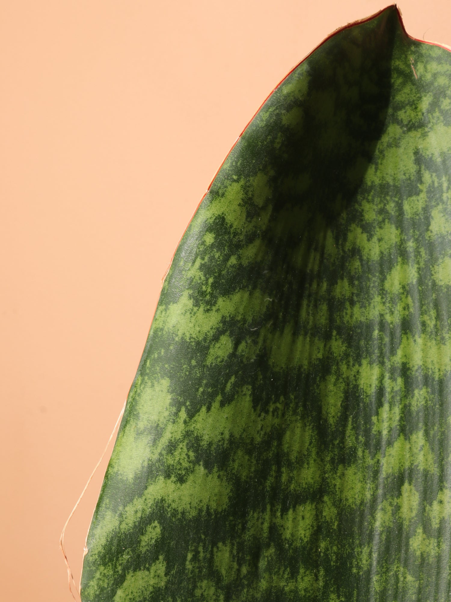 fillet of a fenny snake plant Buy Whale Fin Snake Plant Online | Rare Indoor Plant