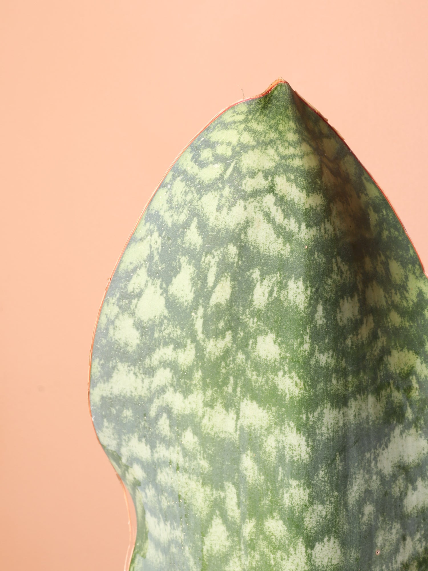 whale fin sansevieria for sale near me Buy Whale Fin Snake Plant Online | Rare Indoor Plant