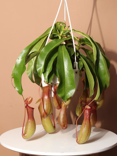 Hanging Pitcher Plant