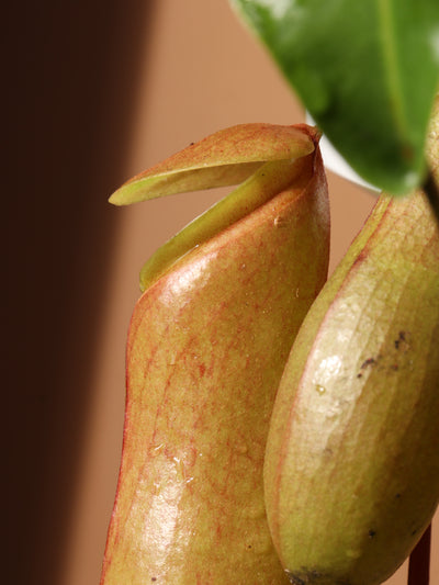 Hanging Pitcher Plant